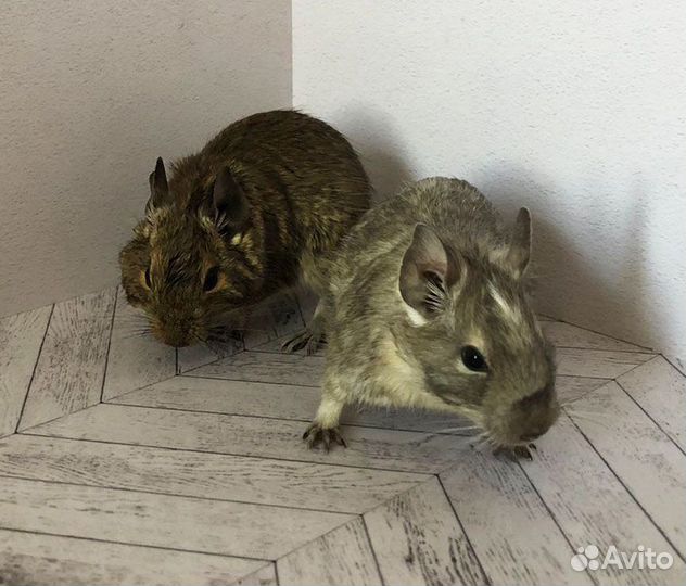 Белка дегу 2 сестры (продаются только вместе)