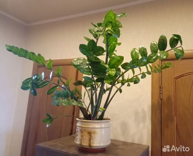 Замиокулькас