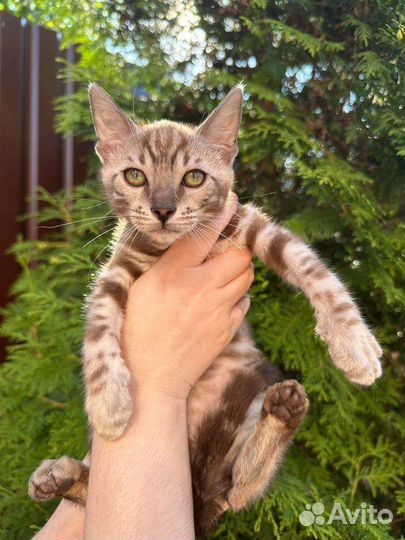 Бенгальская девочка сепия