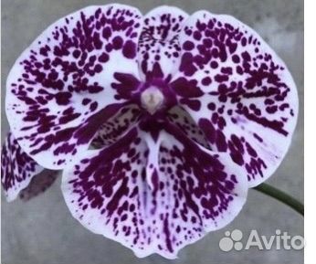 Орхидея фаленопсис биг лип