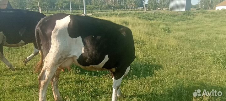 Сельхоз животные корова