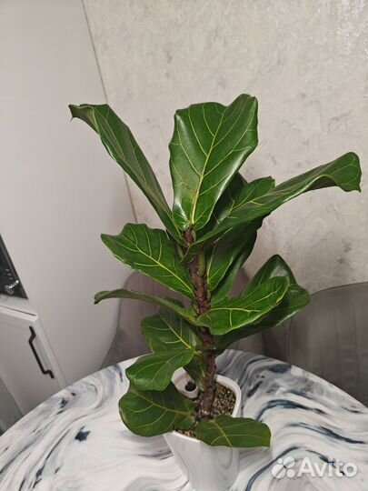 Фикус лирата колумнарис