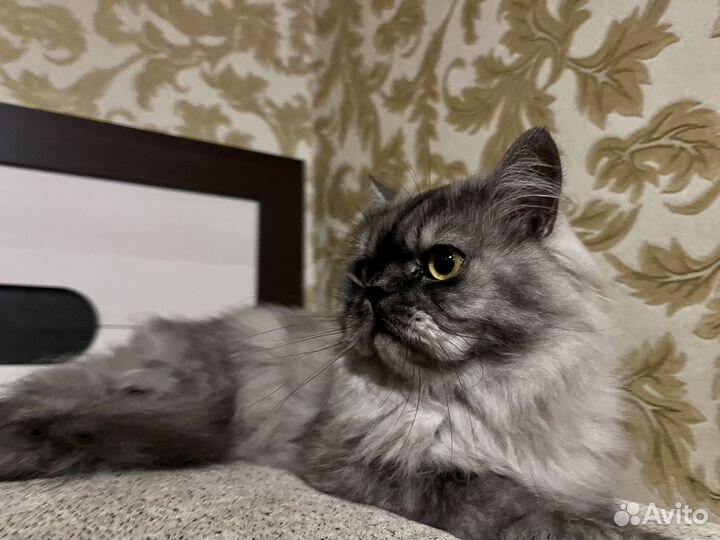 Передержка животных