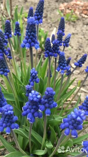 Дачные цветы