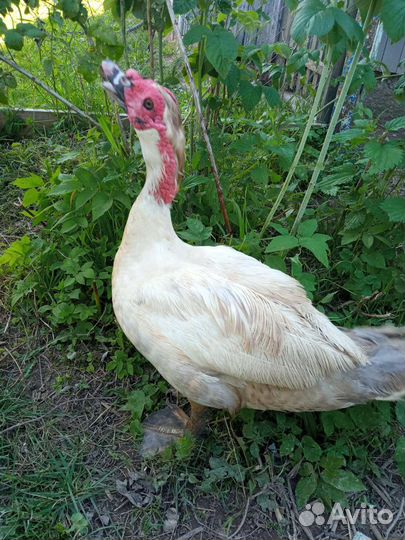 Индоутка самец