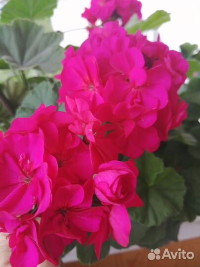 Пеларгония герань сортовая Juselia