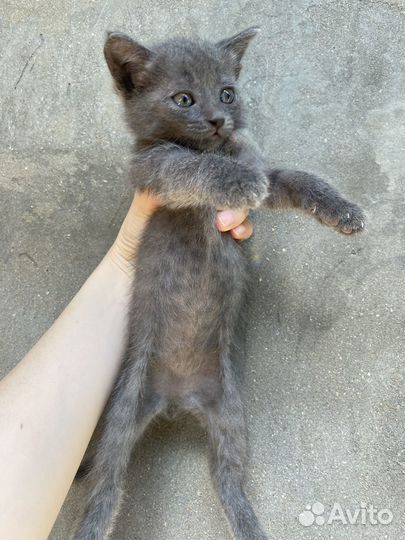 Отдам бесплатно котят