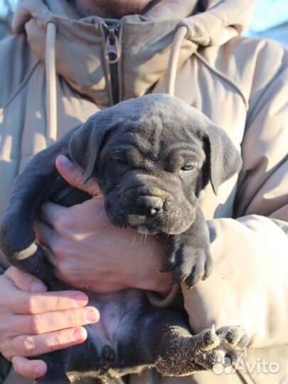 Шикарная девочка кане корсо