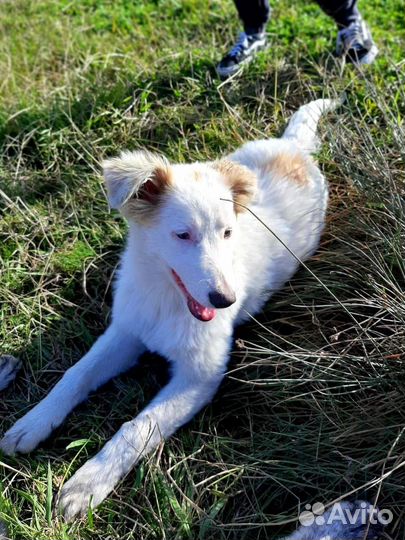 Метис маламута в добрые руки