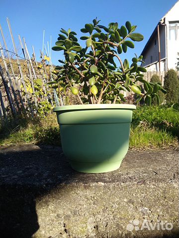 Толстянка (денежное дерево)