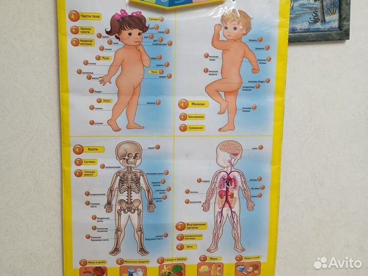 Плакат интерактивный, строение человека