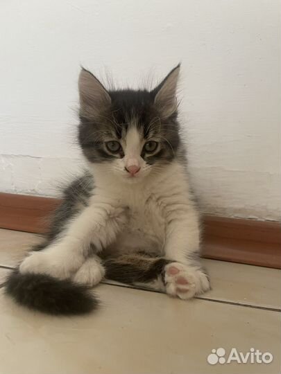 Котенок