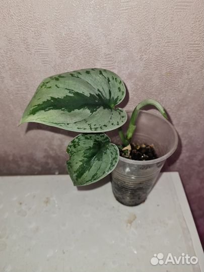 Сциндапсусы и эпипремнумы I