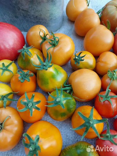 Грунтовая помидора