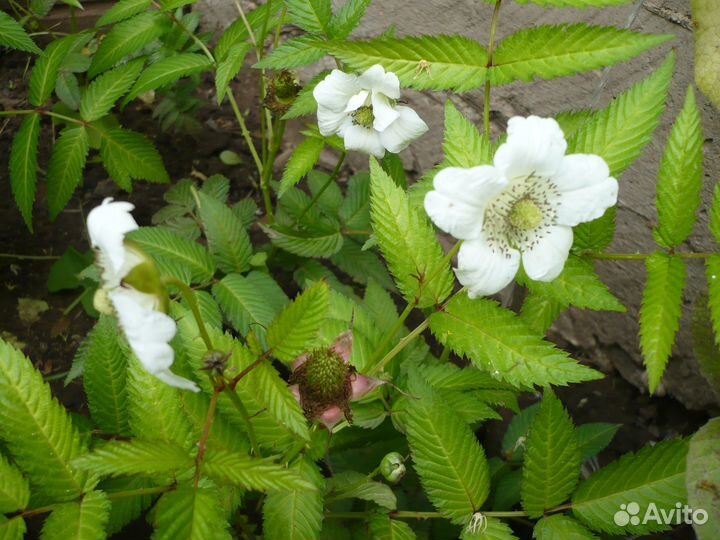 Экзотика Тибетская малина высотой 45см