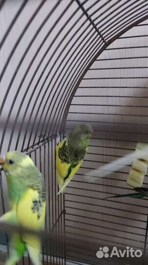 Волнистый попугай