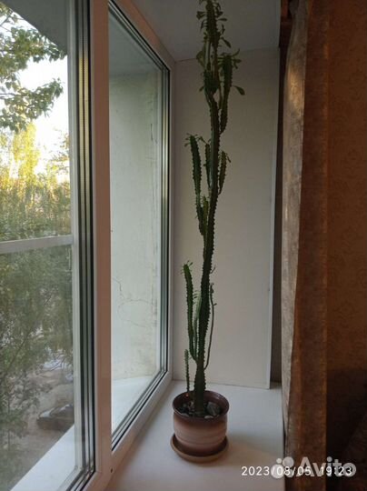 Молочай трехгранный