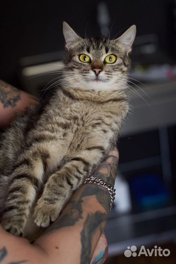 Кошечка Маша очень хочет домой