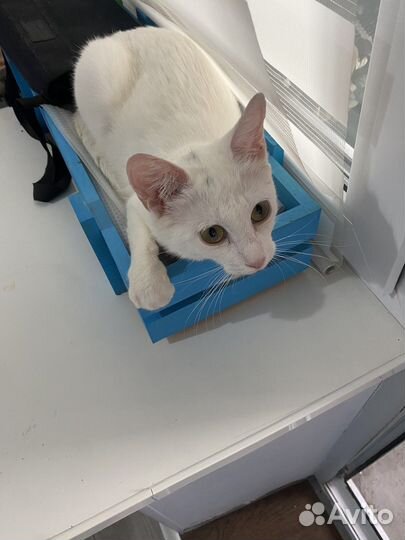 Ласковая маленькая кошечка в добрые руки