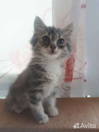 Кошка в дар бесплатно