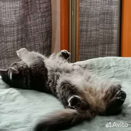 Передержка кошек