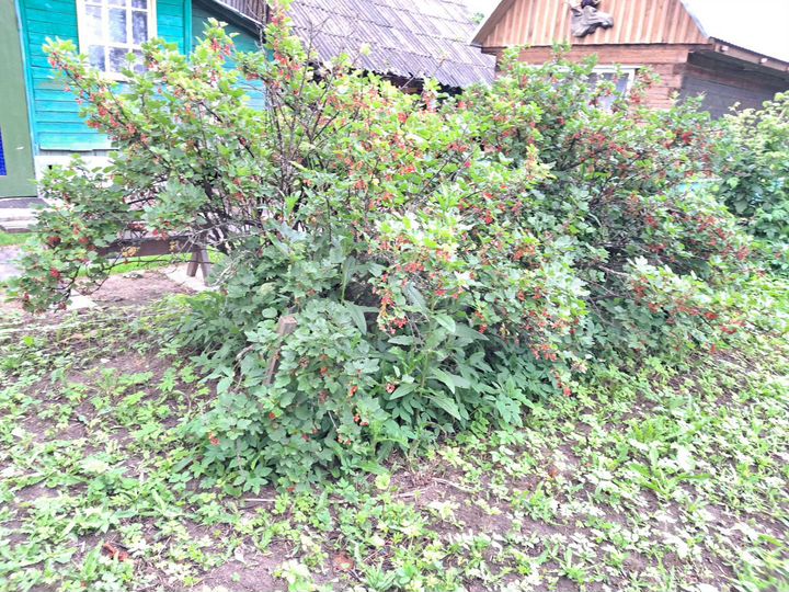 Участок 6 сот. (ИЖС)