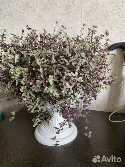 Кализия розовая пантера