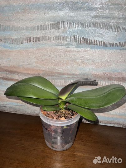 Орхидея Phal. Mituo Diamond Sinderella 