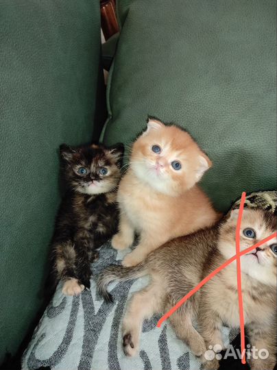 Шотландская шиншилла