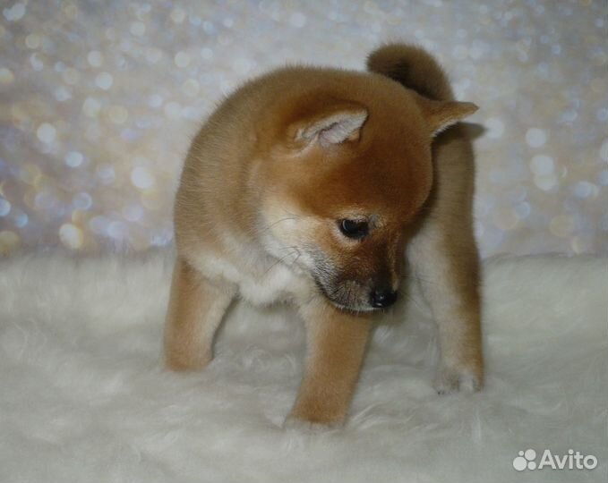 Щенки сиба (шиба) ину с родословной
