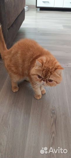 Кот Экзот