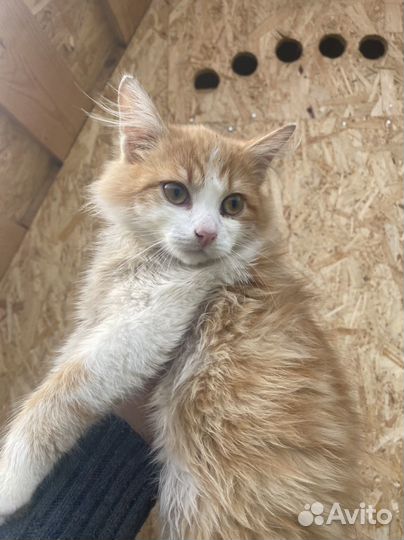 Котенок мальчик в дар