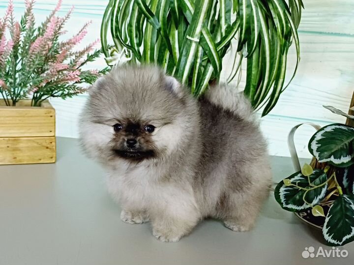 Померанский шпиц девочка