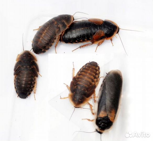 Тараканы Блаптика Blaptica Dubia