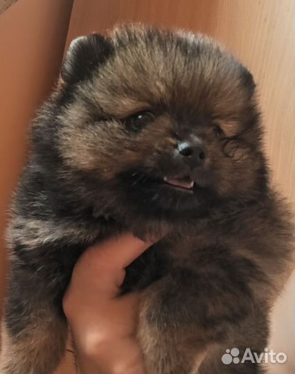 Померанский шпиц