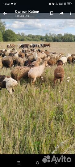 Овцы бараны ягнята оптом