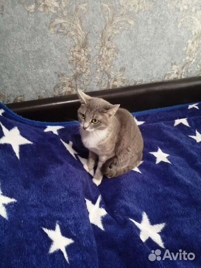 Кошка в дар бесплатно