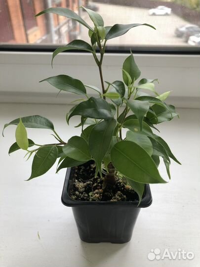 Фикус бенджамина цветок
