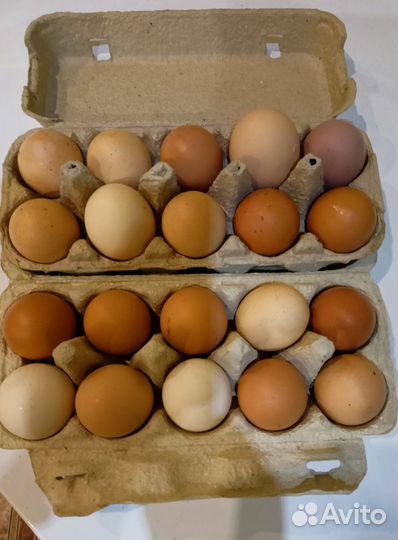 Домашние куриные яйца