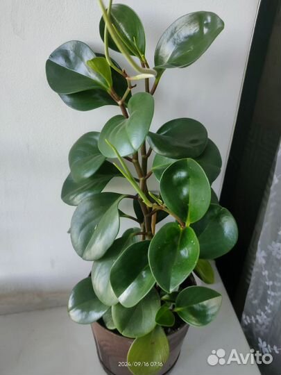 Crassula.Денежное дерево(Толстянка)