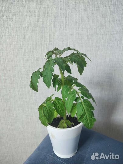 Рассада помидор черри