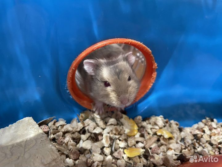 Хомяк кемпбелла