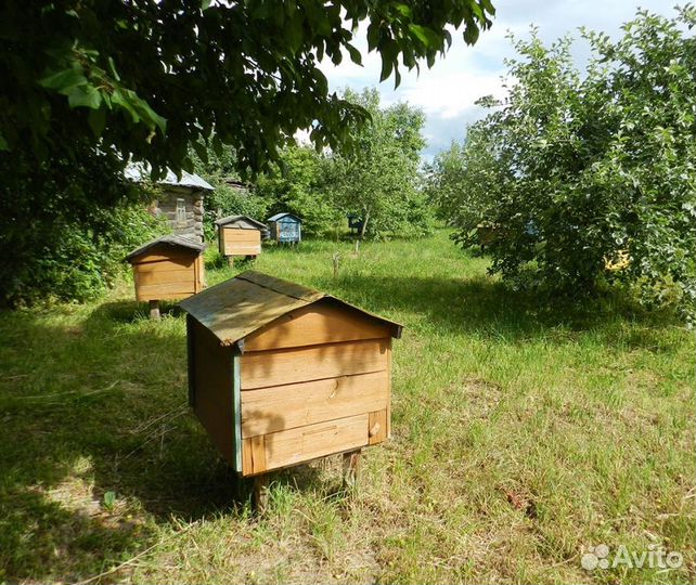 2024 Мёд натуральный алтайский опт