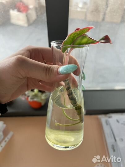 Бегония Аглаонема Традесканция