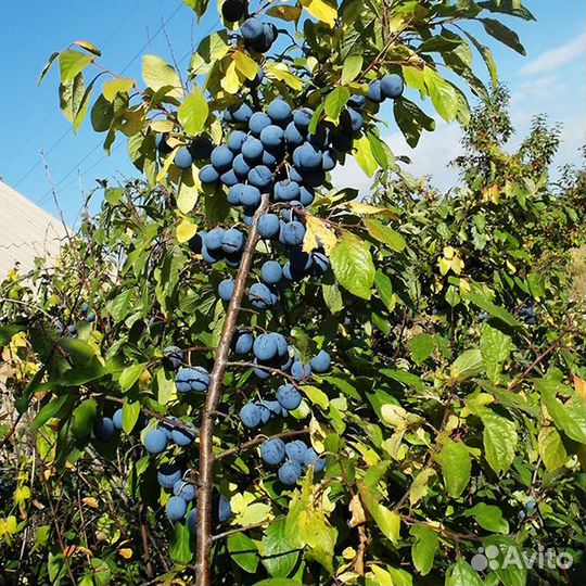 Терновник, терн, Слива колючая, Prunus spinosa. Се