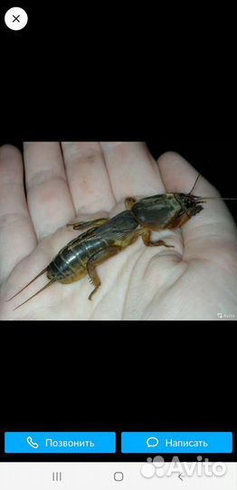 Черви для рыбалки