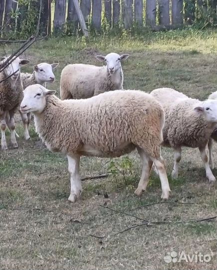 Овцы бараны Катумские