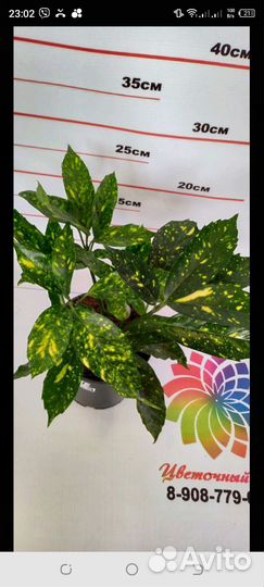 Декоративные растения в наличии