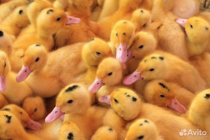 Утята муларды