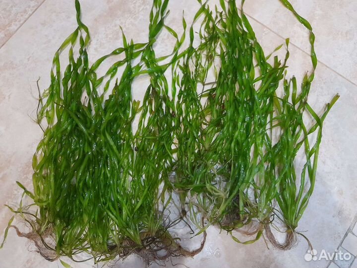 Элодея, лимонник, валлиснерия, людвигия, улитки